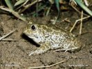 Eastern Spadefoot